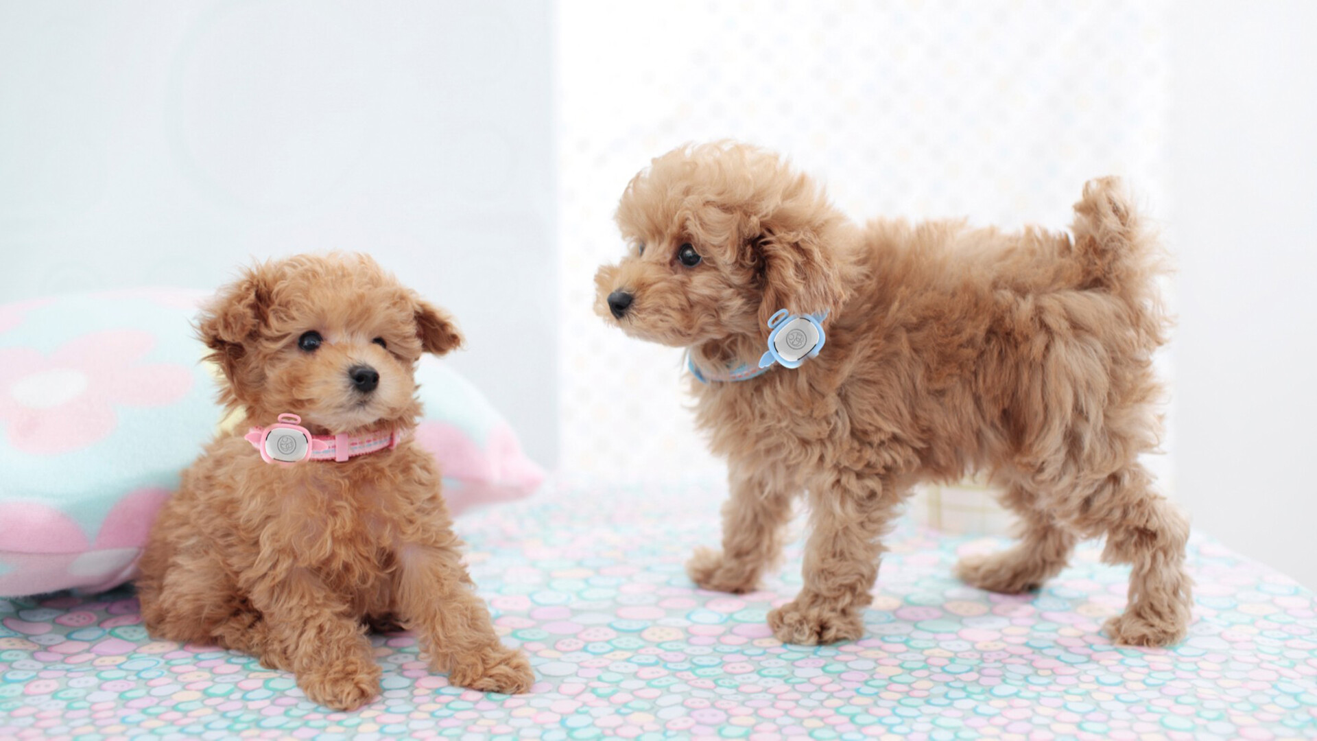 宠物追踪器设计研发-宠物用品研发生产